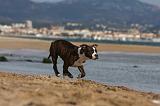 AMSTAFF  PUPPIES 147